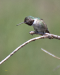 Broad tailed Hummingbird 0511